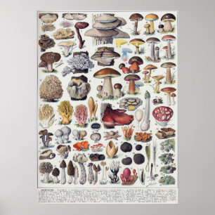 Poster Champignons 2