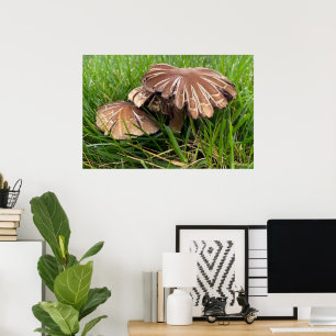 Poster Champignons à capuchon brun