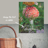 Champignons agariques à la mouche rouge