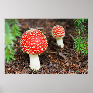 Poster Champignons agariques volants