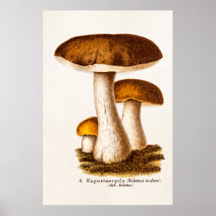 Poster Champignons Brown de Scaber de champignon vintage