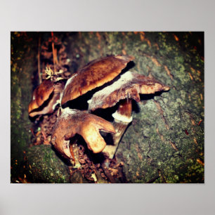 Poster Champignons Brown Sauvages Dans La Crevice Arbre