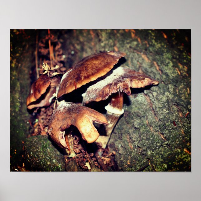 Poster Champignons Brown Sauvages Dans La Crevice Arbre (Devant)