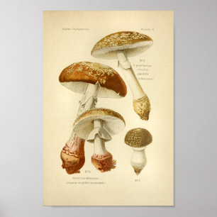 Poster Champignons Brown vintages Art