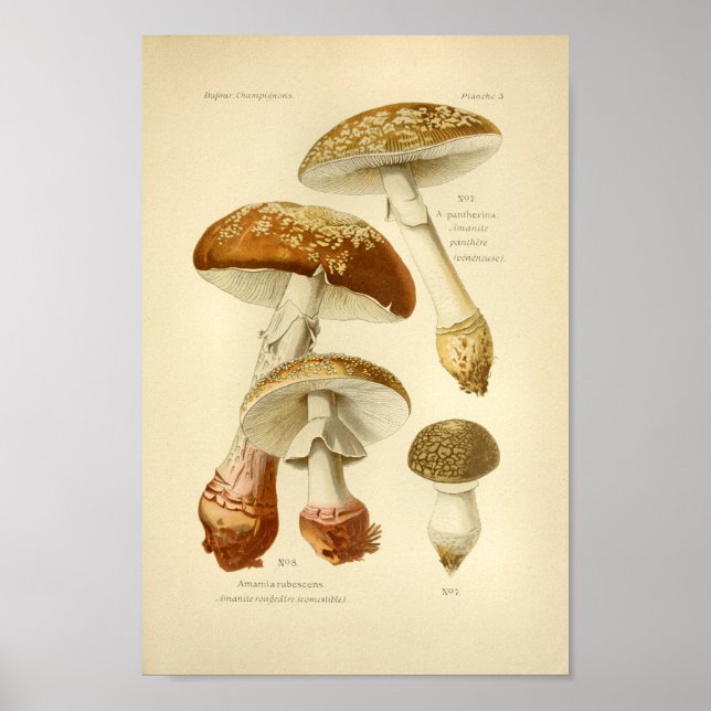 Poster Champignons Brown vintages Art (Devant)