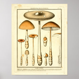 Poster Champignons Brown vintages Art français Imprimer
