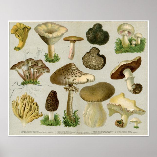 Poster Champignons comestibles - Champignons et tabourets (Devant)