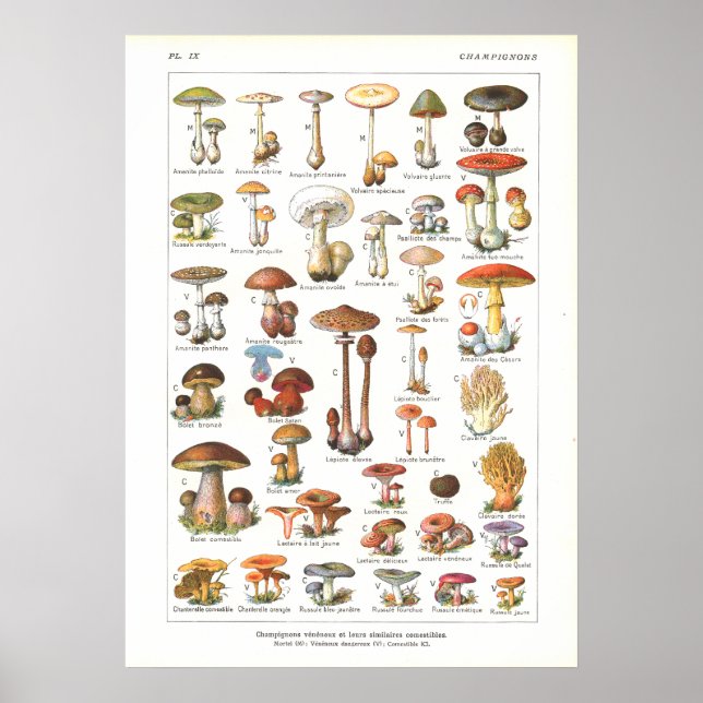 Poster Champignons comestibles Français Poisonous Variété (Devant)