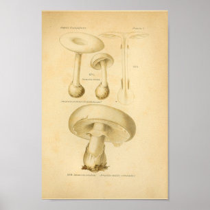 Poster Champignons communs vintages Art Imprimer Français