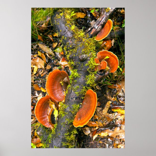 Poster Champignons Cultivant Sur Les Branches, Le Knysna- (Devant)