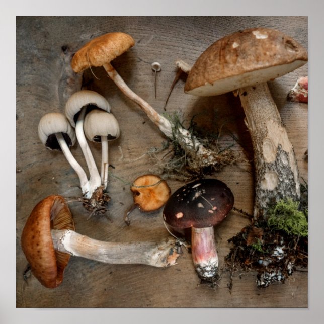 Poster Champignons d'amour des champignons (Devant)