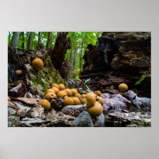 Poster Champignons De Balles Qui Cultivent Sur La Tranche
