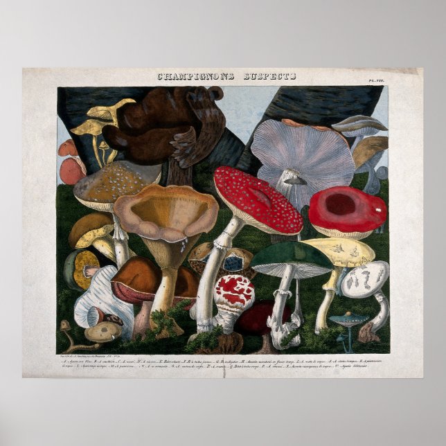 Poster Champignons des champignons (Devant)