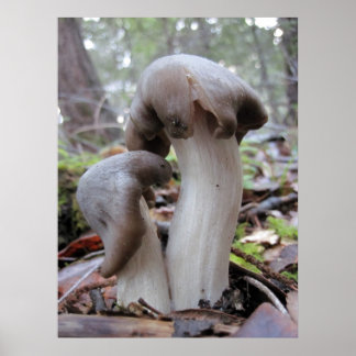 Poster Champignons forestiers