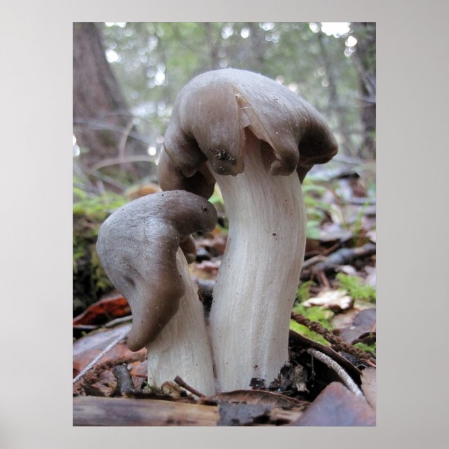 Poster Champignons forestiers (Devant)