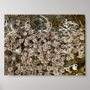 POSTER CHAMPIGNONS GRANDE ÎLE HAWAII