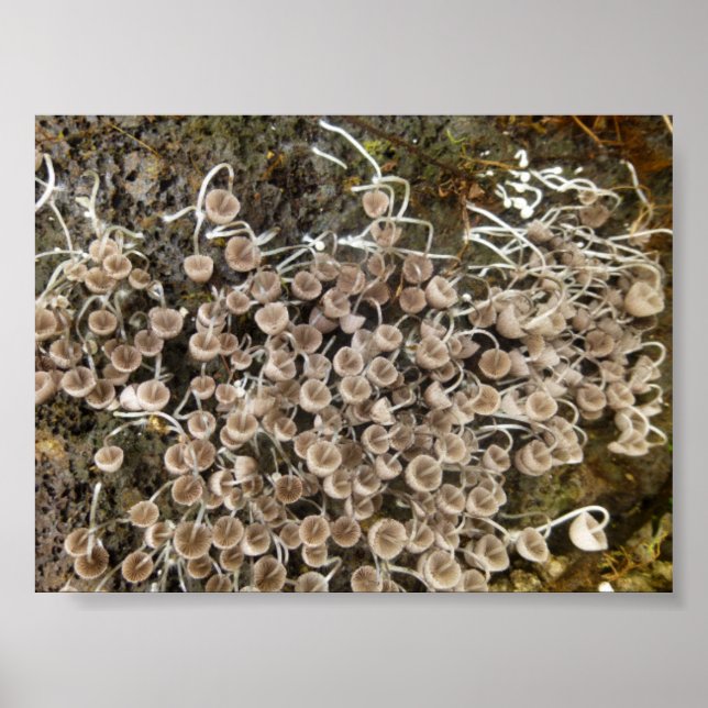 POSTER CHAMPIGNONS GRANDE ÎLE HAWAII (Devant)