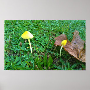 Poster Champignons jaunes minuscules