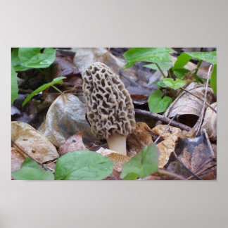 Poster Champignons Lone Grey Morel