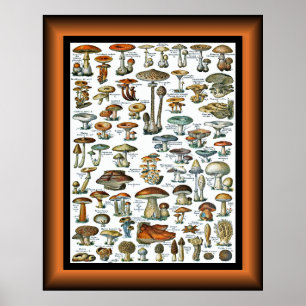 Poster Champignons Pour Tous ~ Champignons Pour Tous ~ Po
