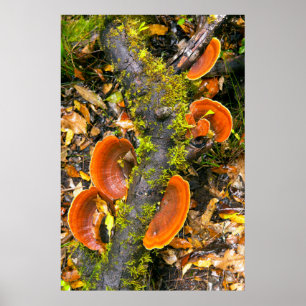 Poster Champignons poussant sur des branches, le Knysna-A