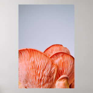 POSTER CHAMPIGNONS ROSES