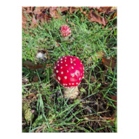 Champignons rouges