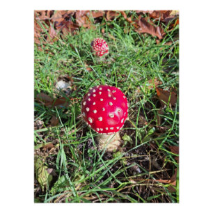 Poster Champignons rouges