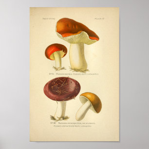 Poster Champignons rouges jaunes vintages Art Imprimer Fr