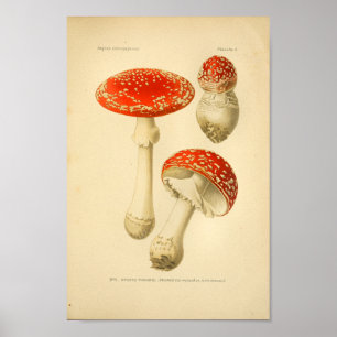 Poster Champignons rouges vintages Art