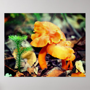 Poster Champignons sauvages d'orange pâle gros