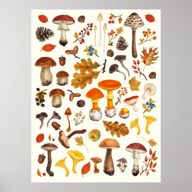 Poster Champignons sauvages sur blanc (Devant)
