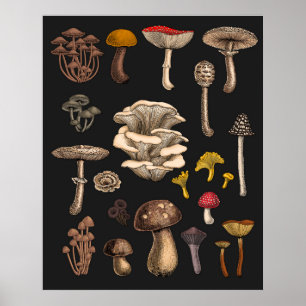 Poster Champignons sauvages sur fond noir graphite
