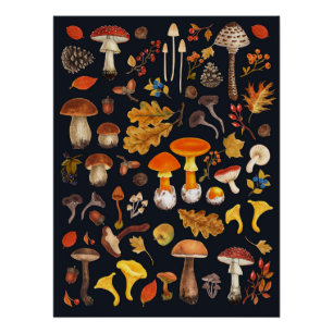 Poster Champignons sauvages sur le noir