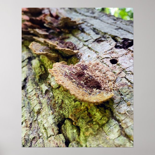 Poster Champignons sur les arbres tombés (Devant)