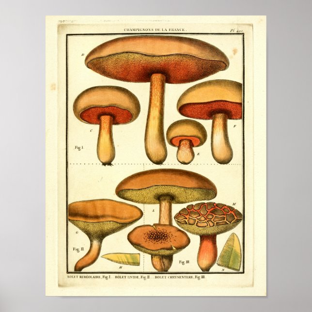 Poster Champignons verts rouges vintages Art français Imp (Devant)