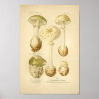 Champignons verts vintages Art