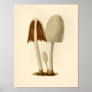 Poster Champignons vintages 1861 Art Imprimer Blanc Brown