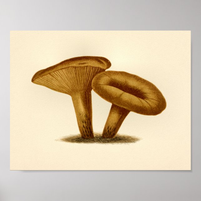 Poster Champignons vintages 1861 Art Imprimer Casquette j (Devant)