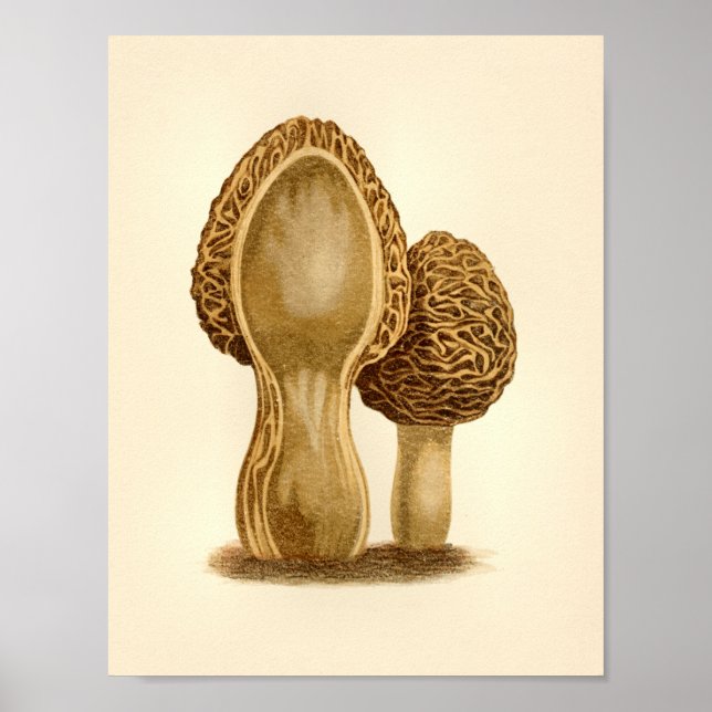 Poster Champignons vintages 1861 Art Imprimer Morel Fungu (Devant)