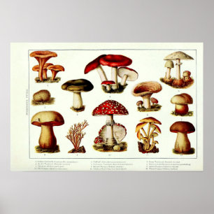Poster Champignons vintages 1908