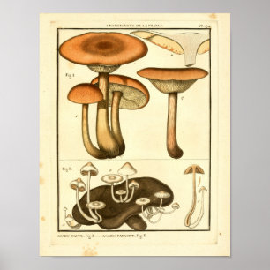 Poster Champignons vintages Brown Blanc Art français Impr