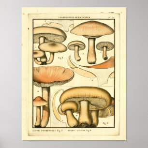 Poster Champignons vintages Brown Jaune Art Français Impr