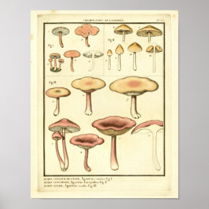 Poster Champignons vintages Brown Rose Art Français Impri