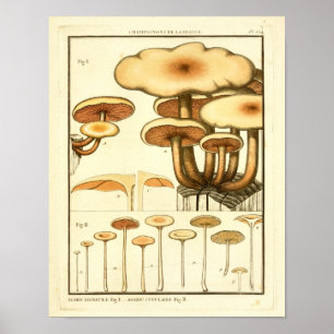 Poster Champignons vintages Casquette Brown Art français