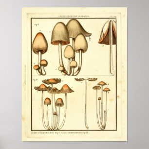 Poster Champignons vintages Casquette Brown Art français 