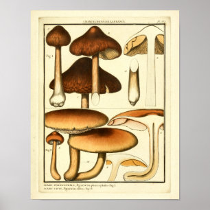 Poster Champignons vintages Casquette Brown Art français