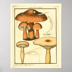 Poster Champignons vintages Casquette Brown Art français 