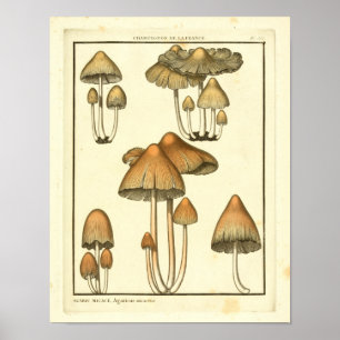 Poster Champignons vintages Casquette Brown Art français