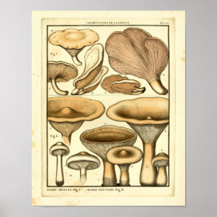 Poster Champignons vintages Casquette Brown Art français